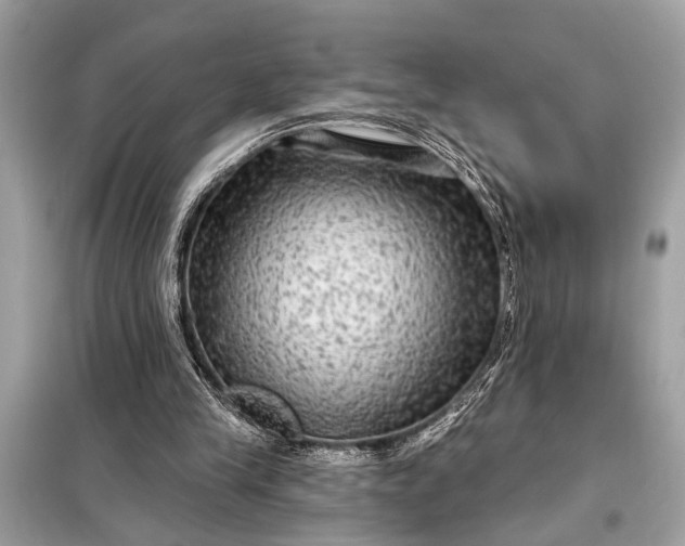 X0000098170245200805081007