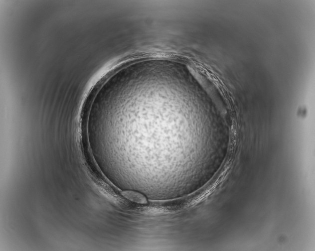 X0000098170246200805081007