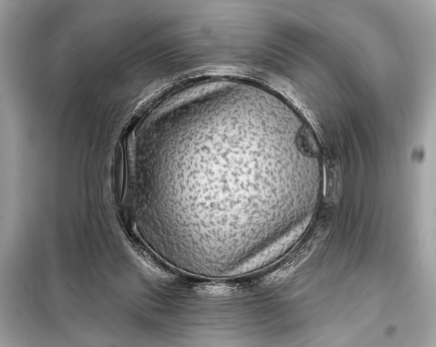 X0000098170253200805081008