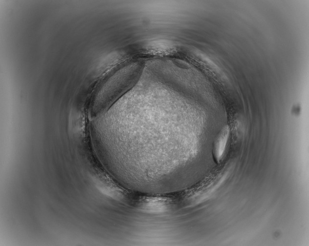 X0000098170268200805081008