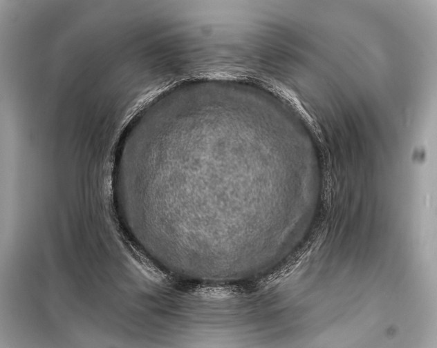 X0000098170299200805081007