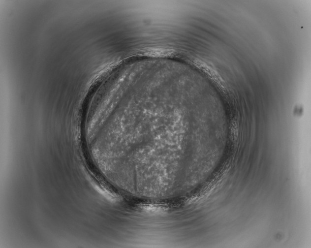 X0000098170303200805081007