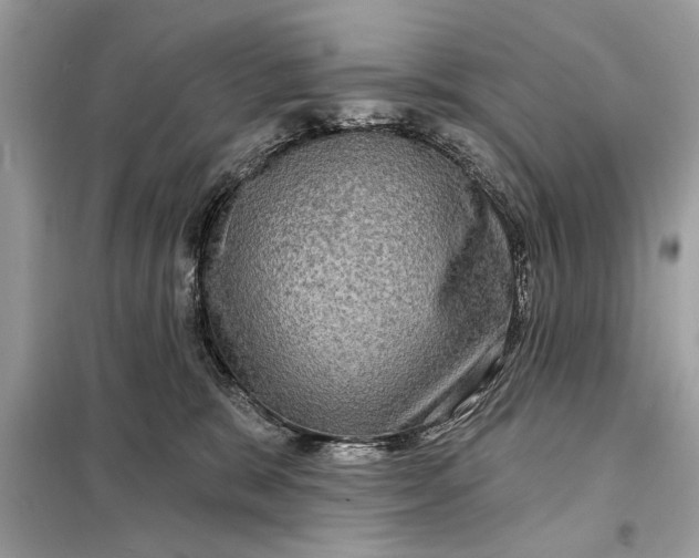 X0000098170327200805081007