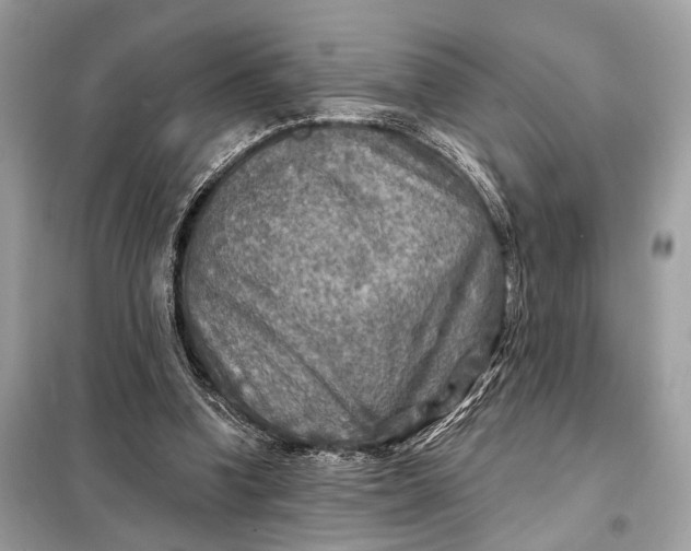 X0000098170346200805081006