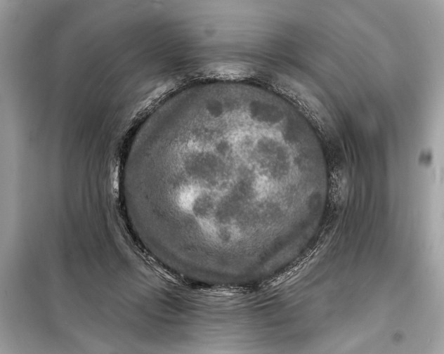 X0000098170358200805081006