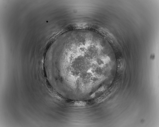 X0000098170369200805081006