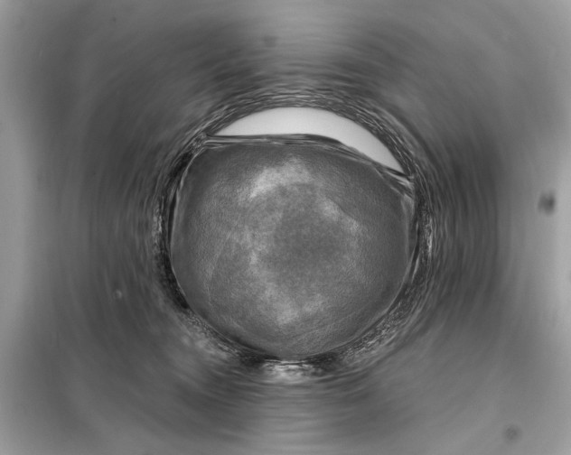 X0000098170372200805081006