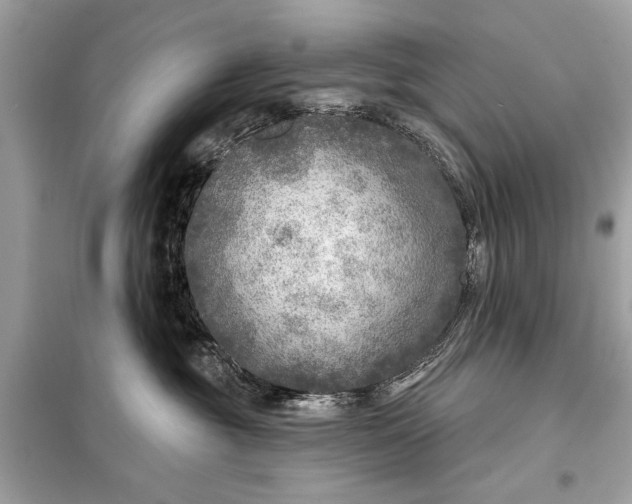 X0000098170381200805081006