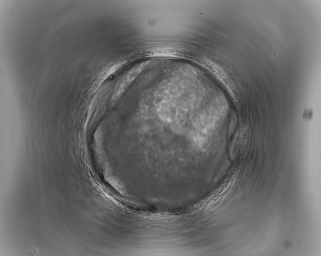 X0000098170385200805081006