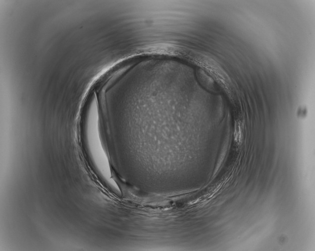 X0000098170388200805081006