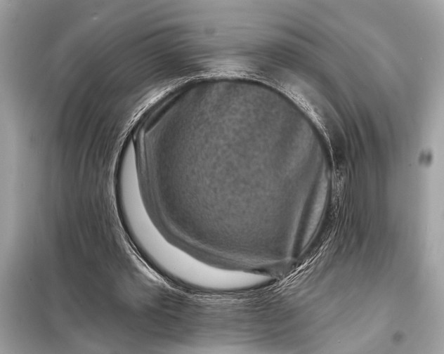 X0000098170389200805081006