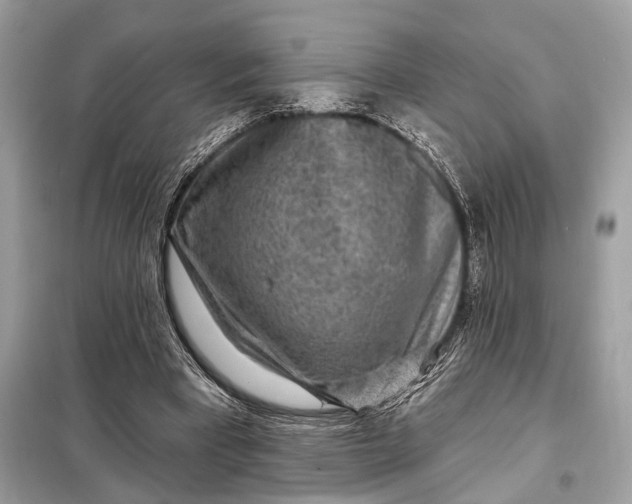 X0000098170393200805081006