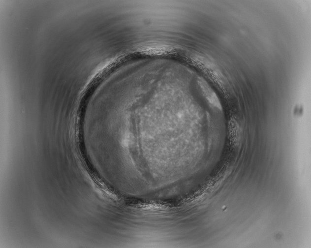 X0000098170400200805081005