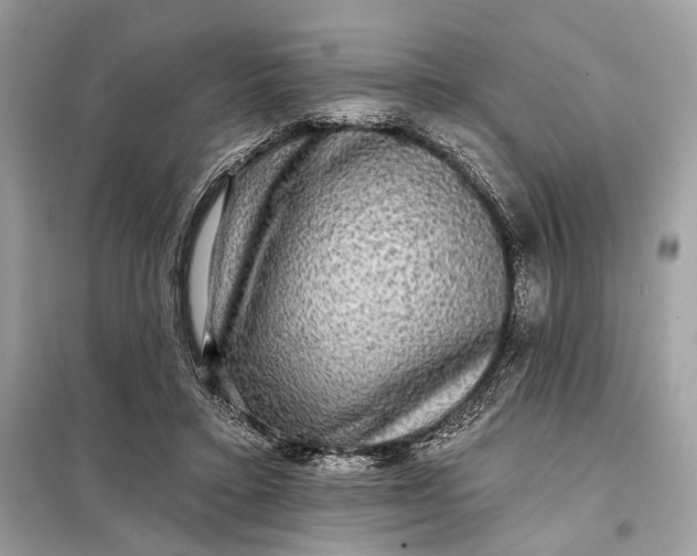 X0000098170403200805081005