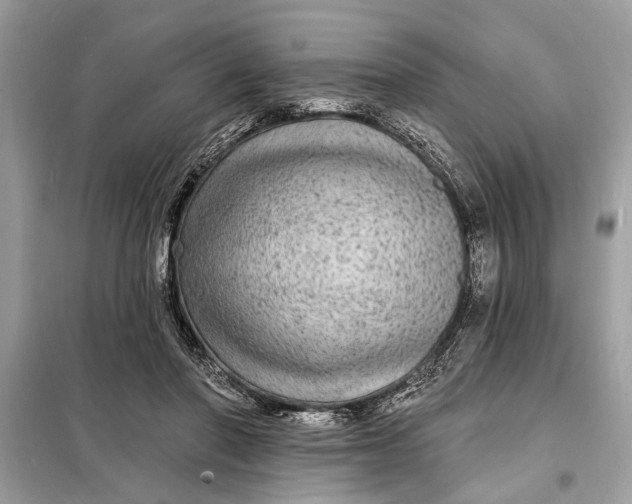 X0000098170406200805081005