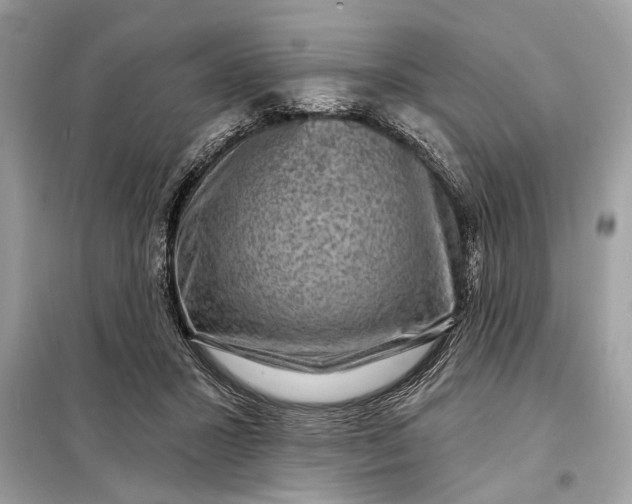 X0000098170407200805081005