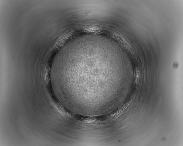 X0000098170408200805081005