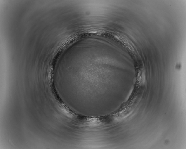 X0000098170424200805081005