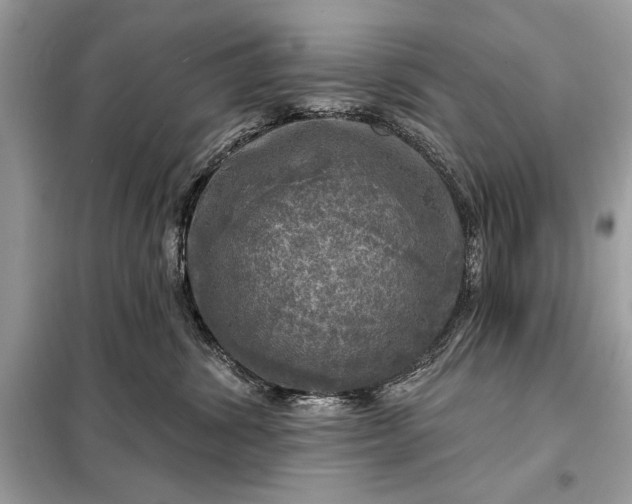 X0000098170428200805081005