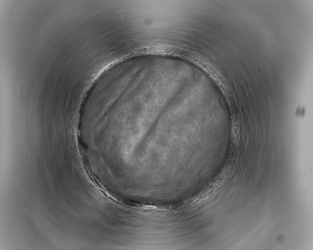 X0000098170434200805081004