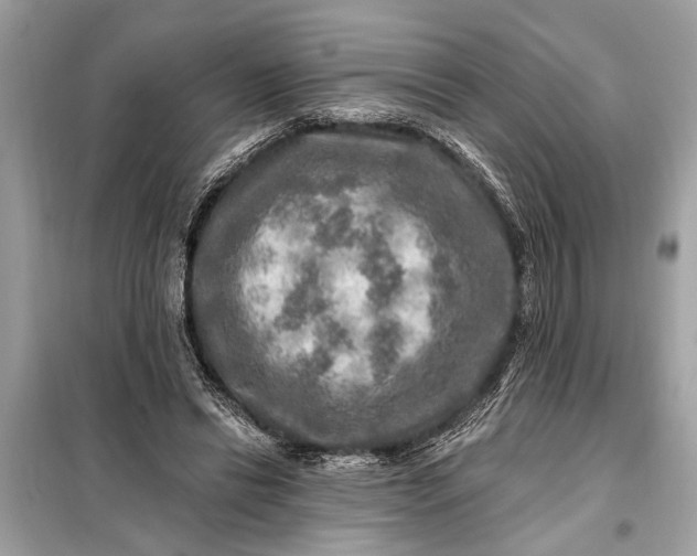 X0000098170446200805081005