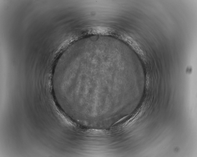 X0000098170449200805081005