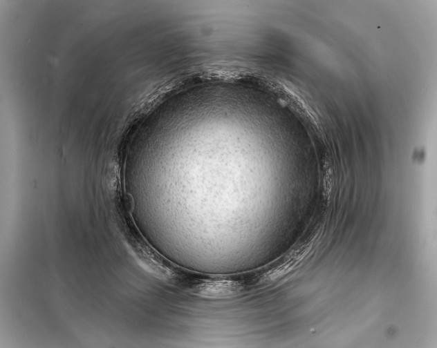 X0000098170459200805081005