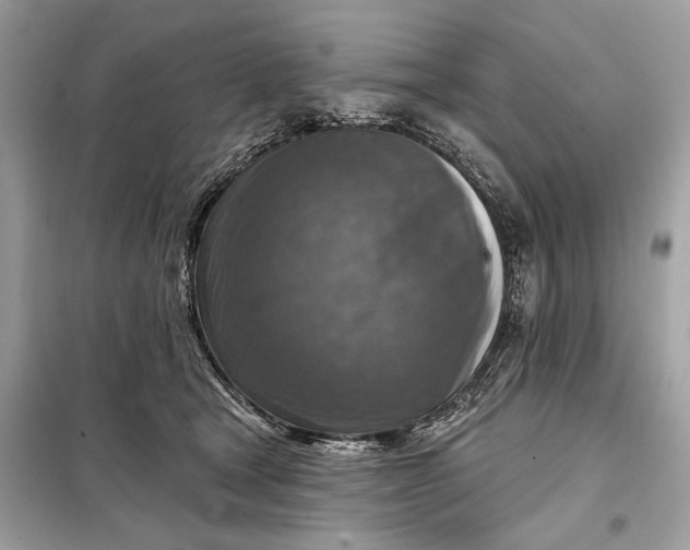 X0000098170465200805081005