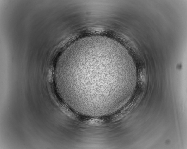 X0000098170468200805081005