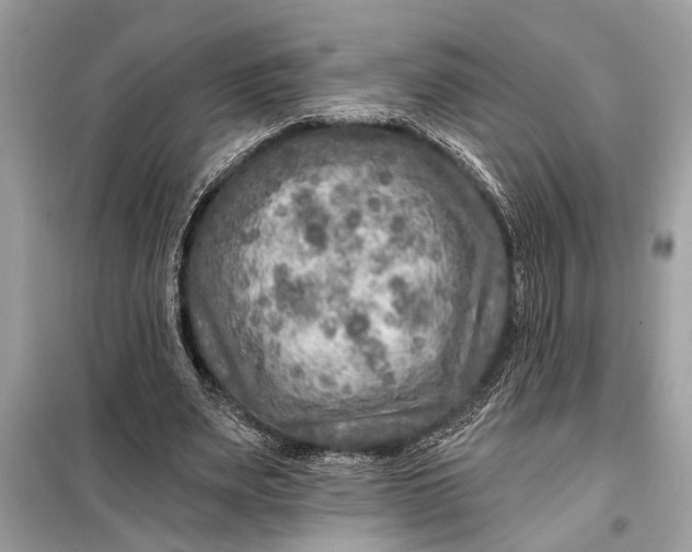 X0000098170487200805081004