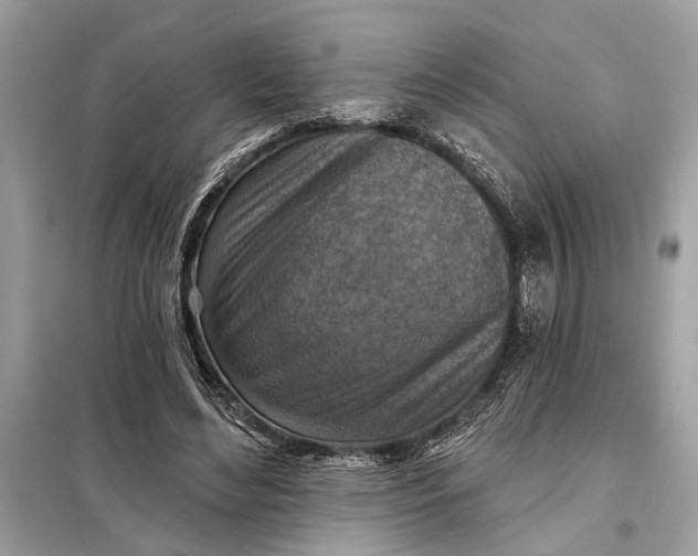 X0000098170492200805081004