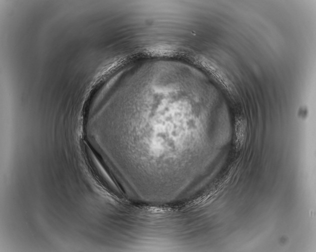 X0000098170494200805081004