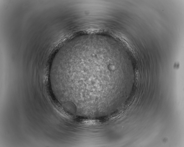 X0000098170499200805081004