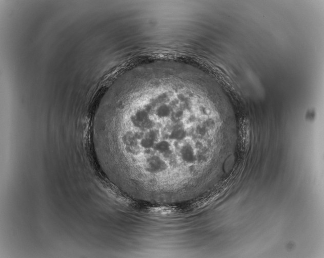 X0000098170511200805081004