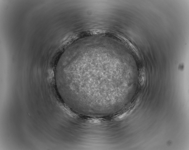 X0000098170523200805081004