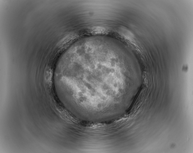 X0000098170550200805081003