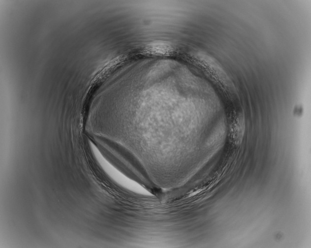 X0000098170552200805081003