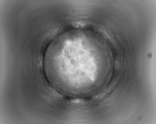 X0000098170561200805081003