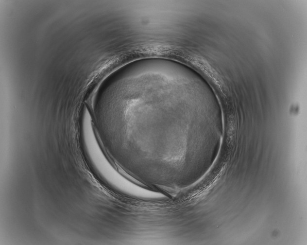 X0000098170585200805081003