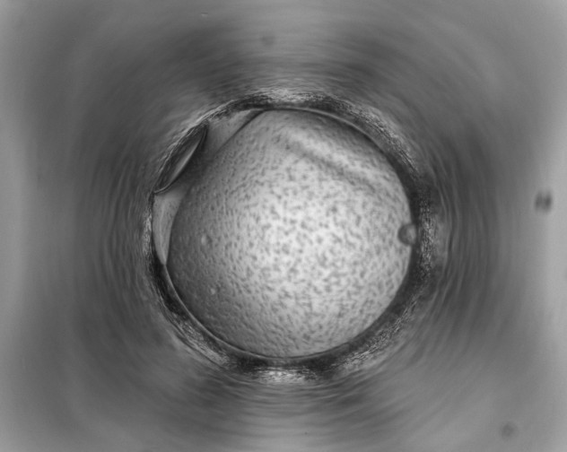 X0000098170596200805081003