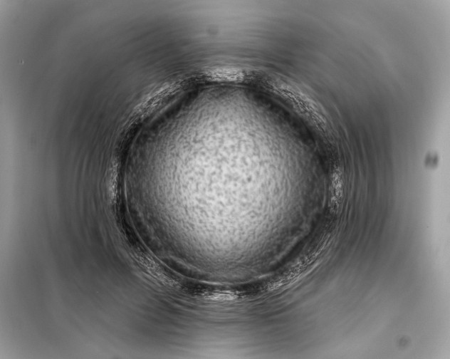 X0000098170600200805081003