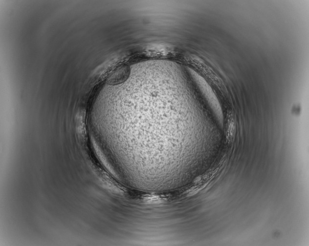 X0000098170616200805081002