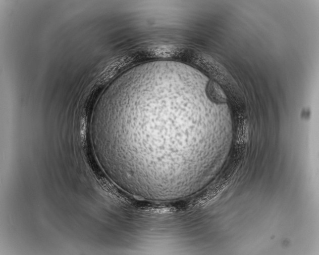 X0000098170646200805081002