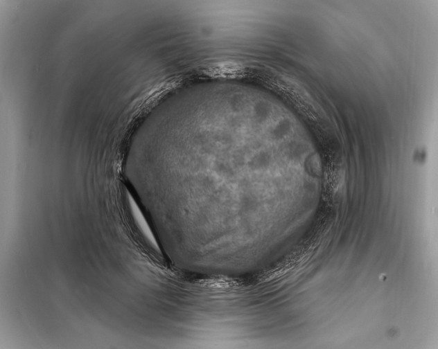 X0000098170652200805081002