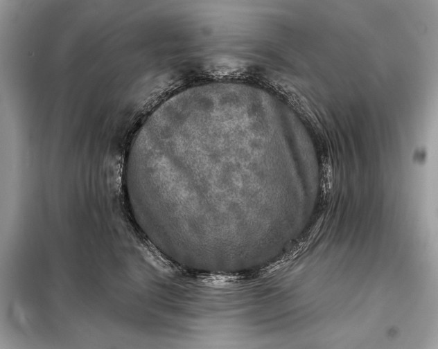 X0000098170664200805081002