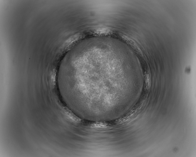 X0000098170668200805081002