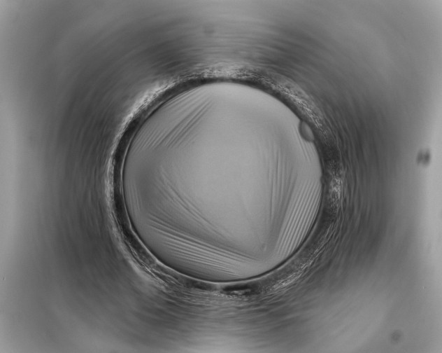 X0000098170678200805081001