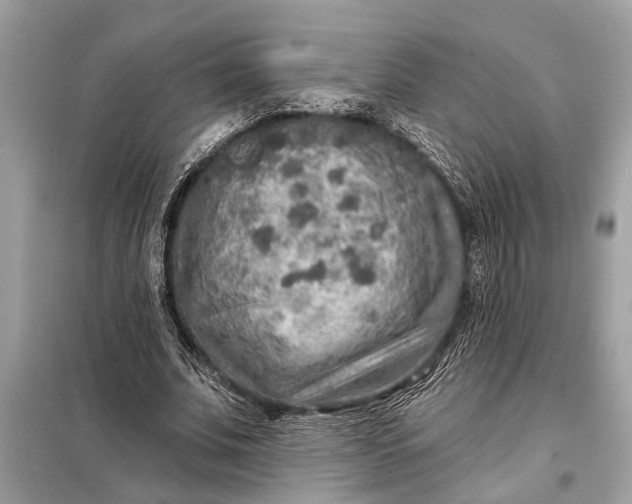 X0000098170679200805081001