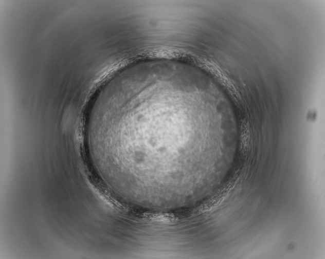 X0000098170683200805081001