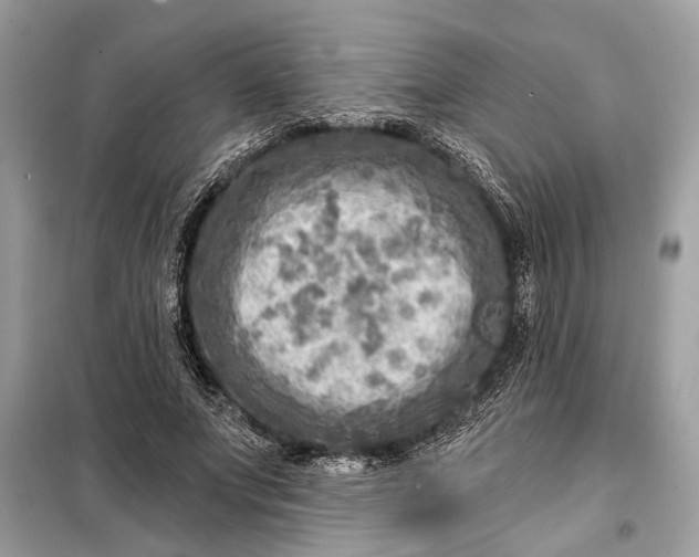 X0000098170687200805081001